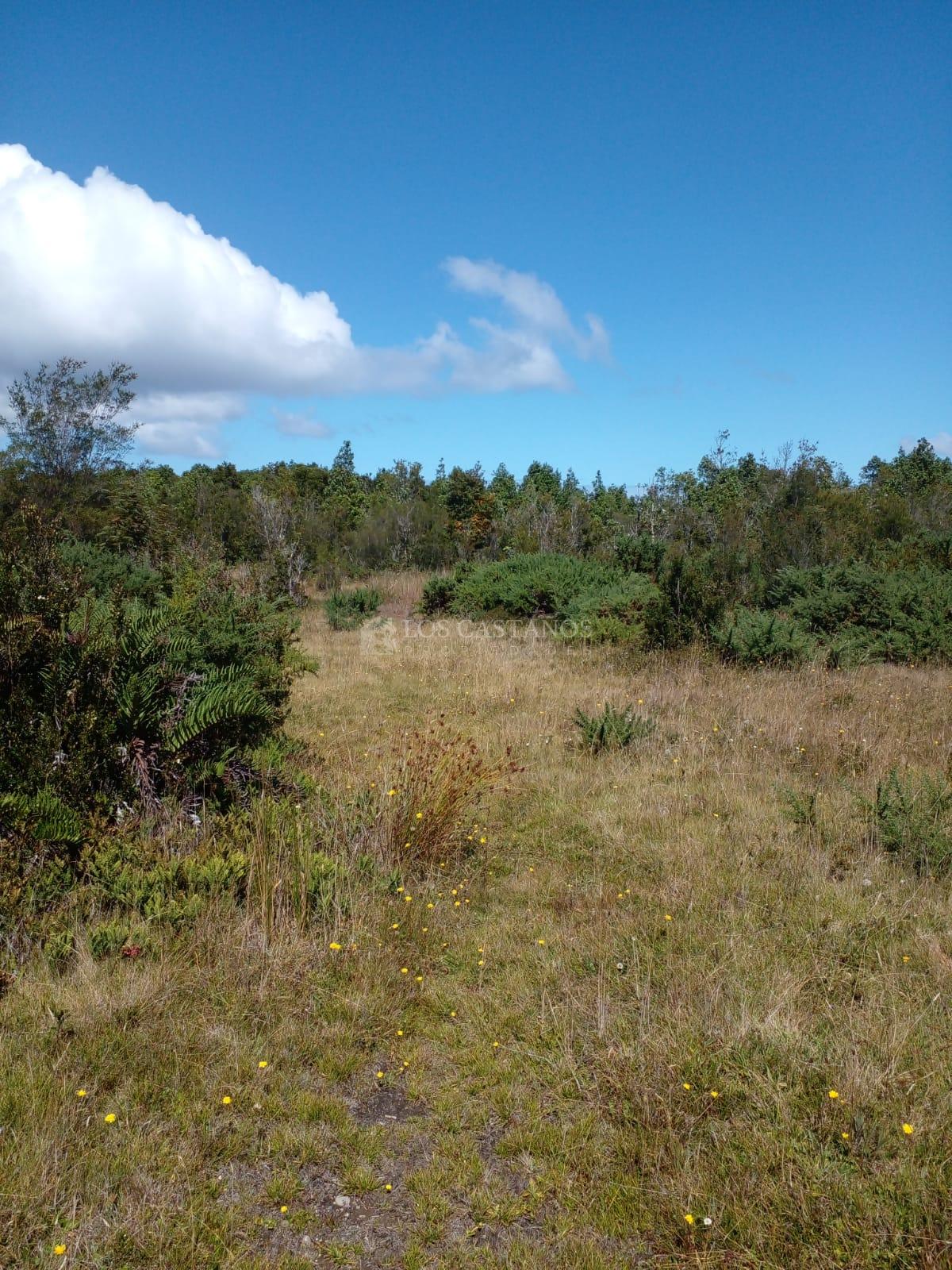 PARCELA 5.000 M2 CALBUCO